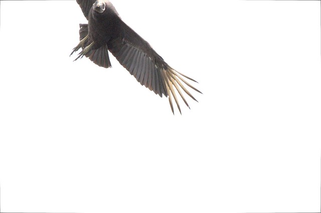 The flight of black vulture 2