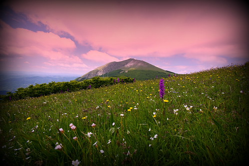 Fiori do montagna | by Enzo Ghignoni