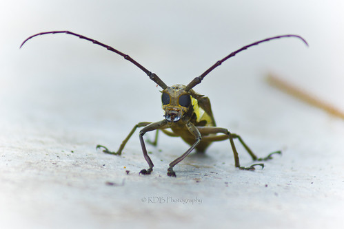 Asian Long-horn Beetle; Tian Niu.08