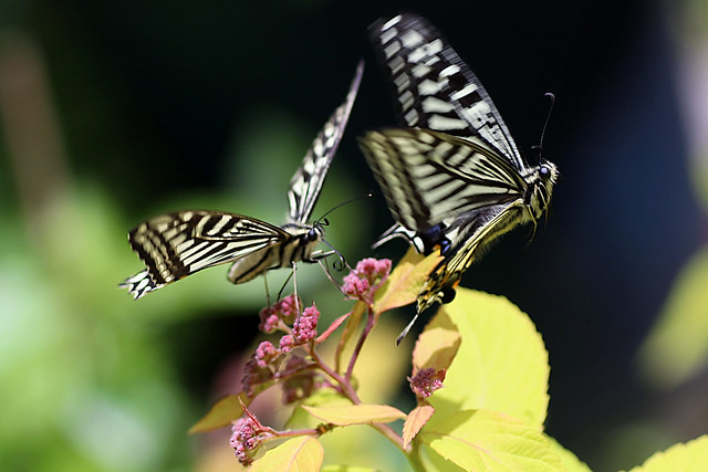 Swallowtail Butterfly Take Off
