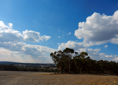 western australia bannister landscape tree farm eucalyptus field bush sky cloud dana iwachow nikon s9200