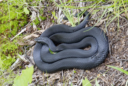 Colubridae: Coluber constrictor constrictor (Northern Black Racer)