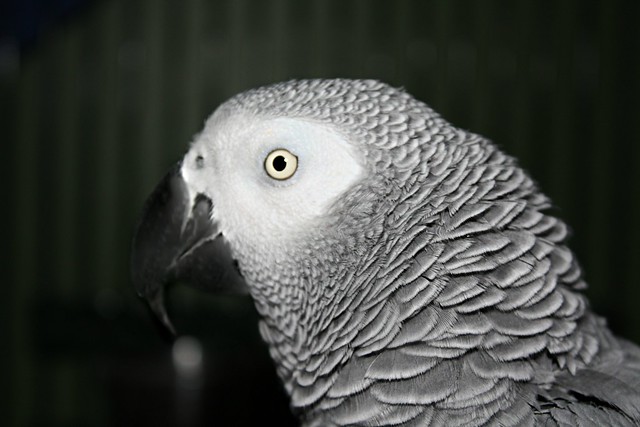A Portrait Of Buddy ~ My African Gray Parrot