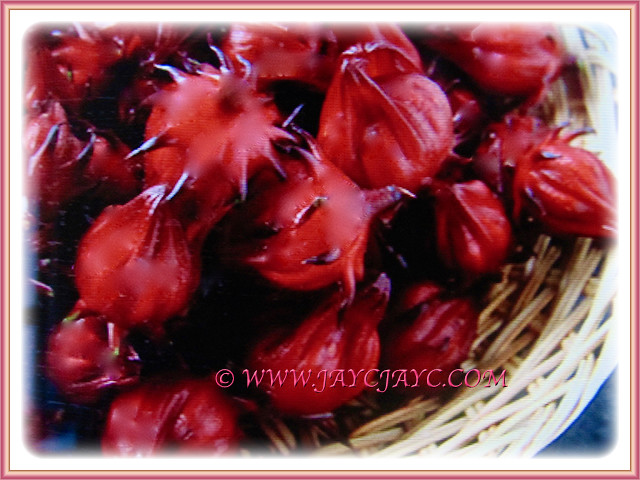 Recently harvested fruits of Hibiscus sabdariffa