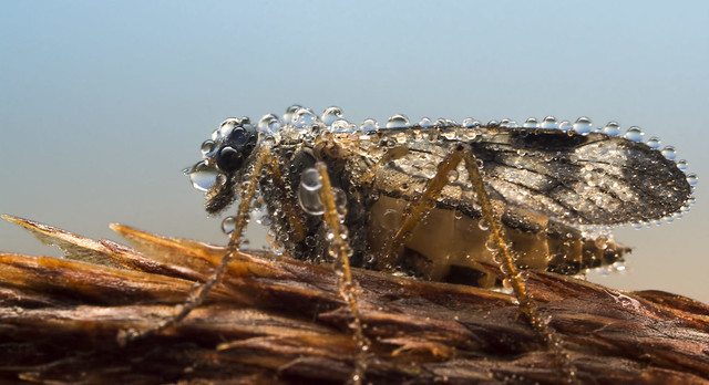 Downlooker snipefly, Rhagio scolopaceus