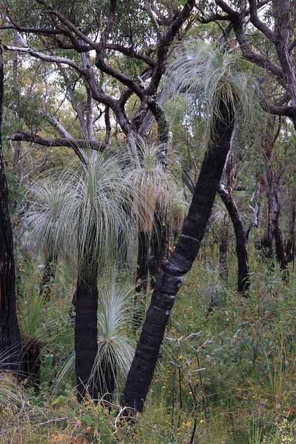 Kingia australis - bullanock, Porongurup National Park, South Western Australia