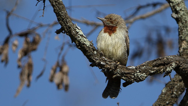 Red-throated Wryneck, Jynx ruficollis at Rietvlei Nature Reserve, Gauteng, South Africa