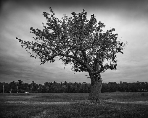 applewood by Christian Collins, This apple tree has been at it a long time. Just after sunset.canoneos5dmarkiv apple tree appletree