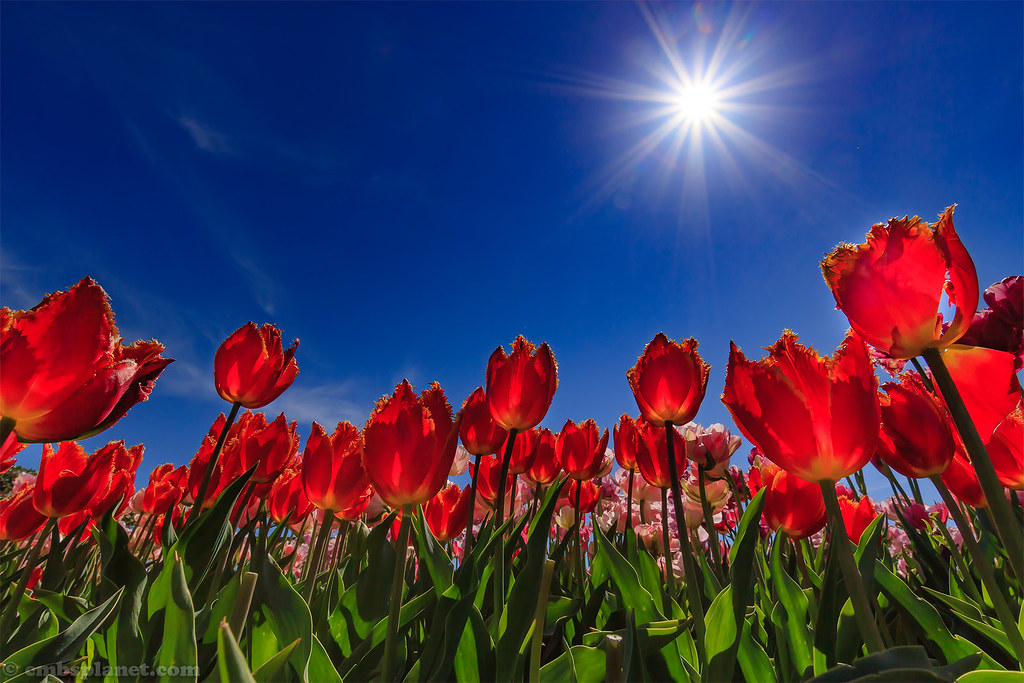 Tulips-in-spring