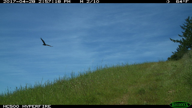 Turkey Vulture (Cathartes aura) circling and landing; 4/28/2017.