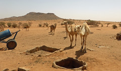 Camels waiting for water