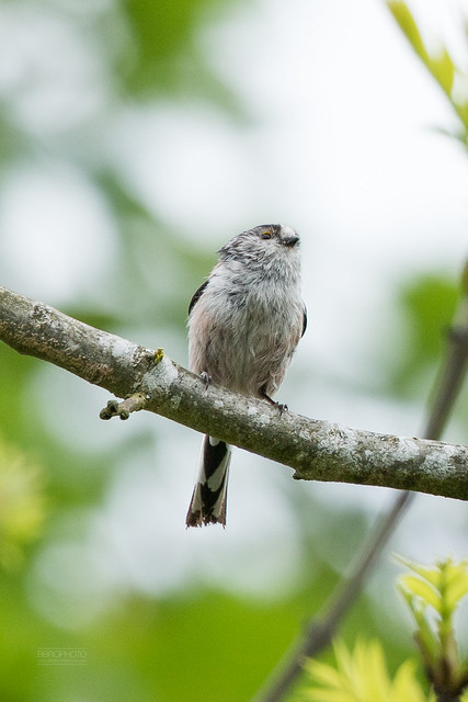 Wet Long Tailed Tit