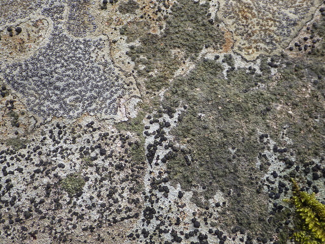 lichen mosaic