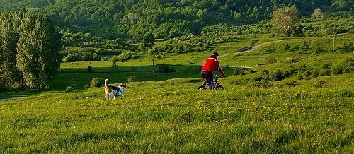 cycling dog landscape hill nature