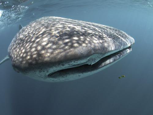 031-_Whale_Shark_-_A._Wackenrohr