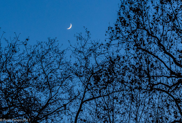 The Moon, and Venus among trees.