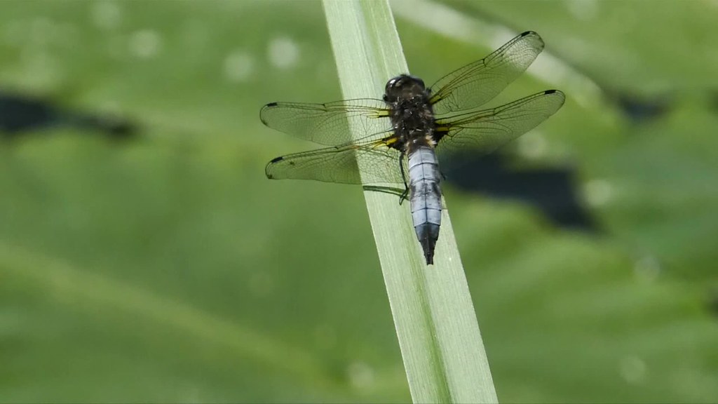 Scarce Chaser and a Banded Demoiselle