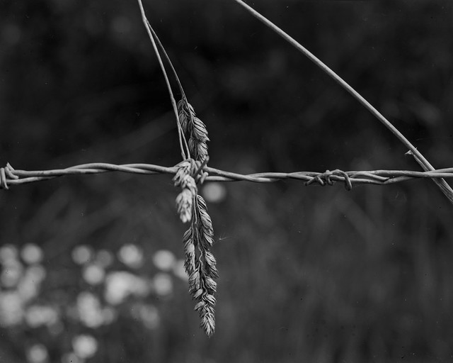 Grass and Barbed Wire