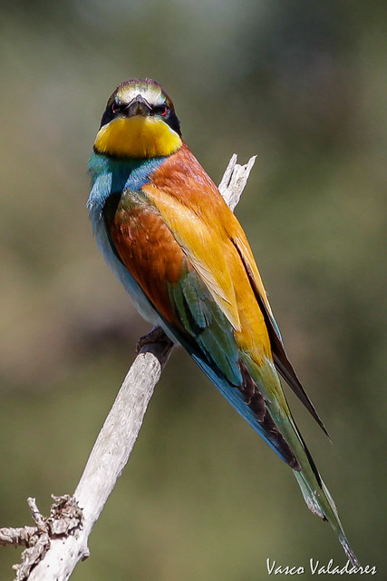 Abelharuco, European bee-eater (Merops apiaster)