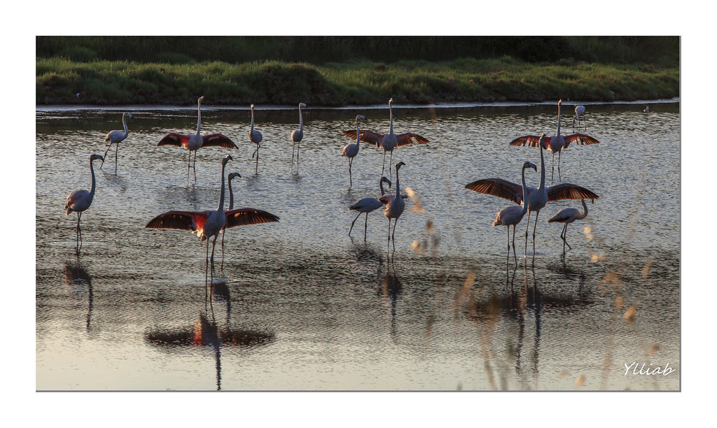 The flamingos waltz- La valse des Flamants -