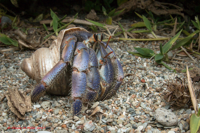 Blueberry hermit crab and silver-mouthed turban