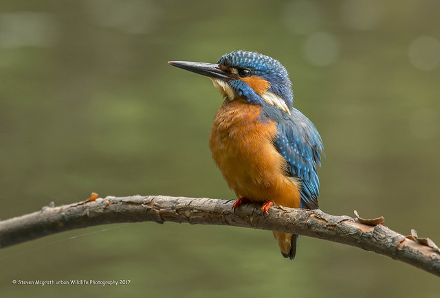 Kingfisher male (Alcedo Atthis)