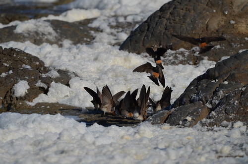 Cliff Swallow - Surf Frenzy | by Blimpaccident