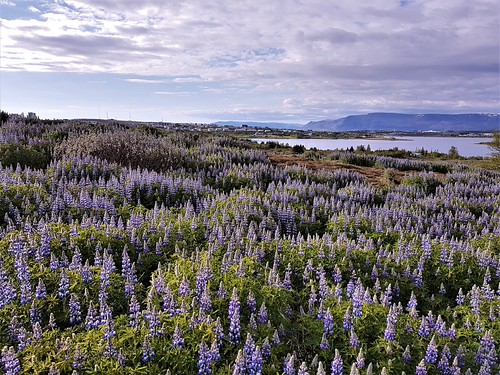 20170611 by Hermann.U.Emilsson, Mynd tekin í gönguferð um Heiðmörkina þarna skartar lúpínan sínum fegurstu litum.