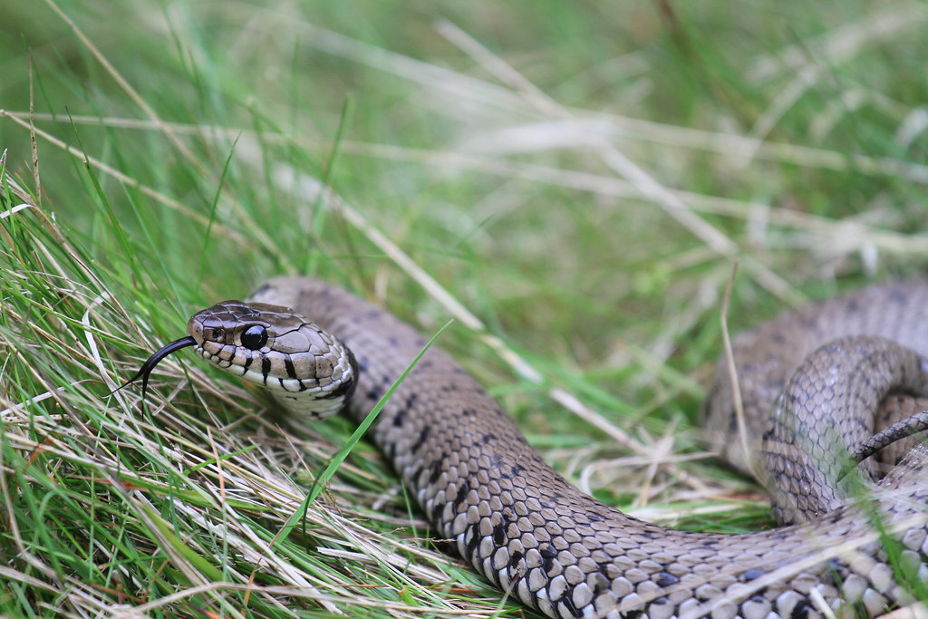 Grass Snake - Epping Forest.