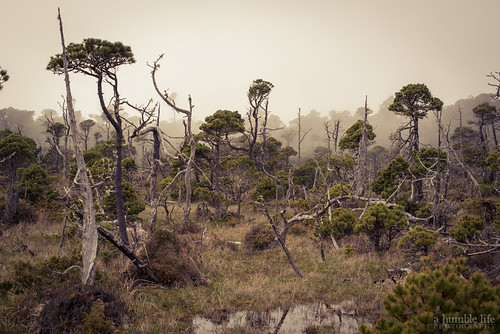 bog dead green landscape mist pacificrimnationalpark tofino trail tree wickaninnish wood ucluelet britishcolumbia canada ca