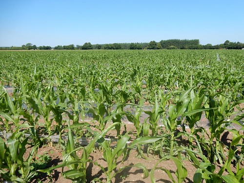 Field of maize Sandy to Biggleswade