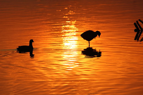 sunraise bird beaty canon beautiful orange silhouette