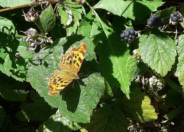 Is this a Comma butterfly?  (Yes it is!)