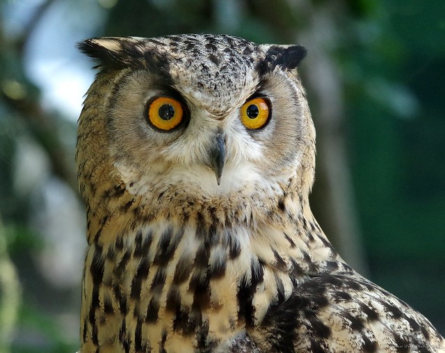 european eagle owl  (1)
