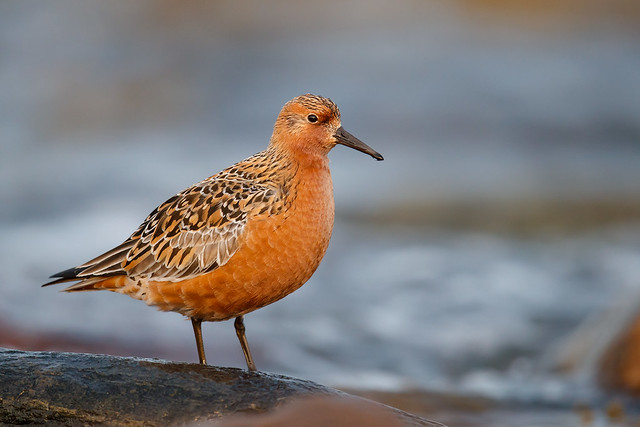 Calidris canutus | Red Knot | kustsnäppa