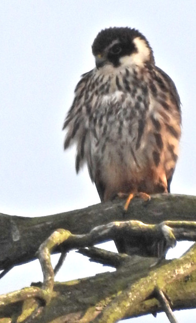 Hobby, perched in last gleam of evening sunshine