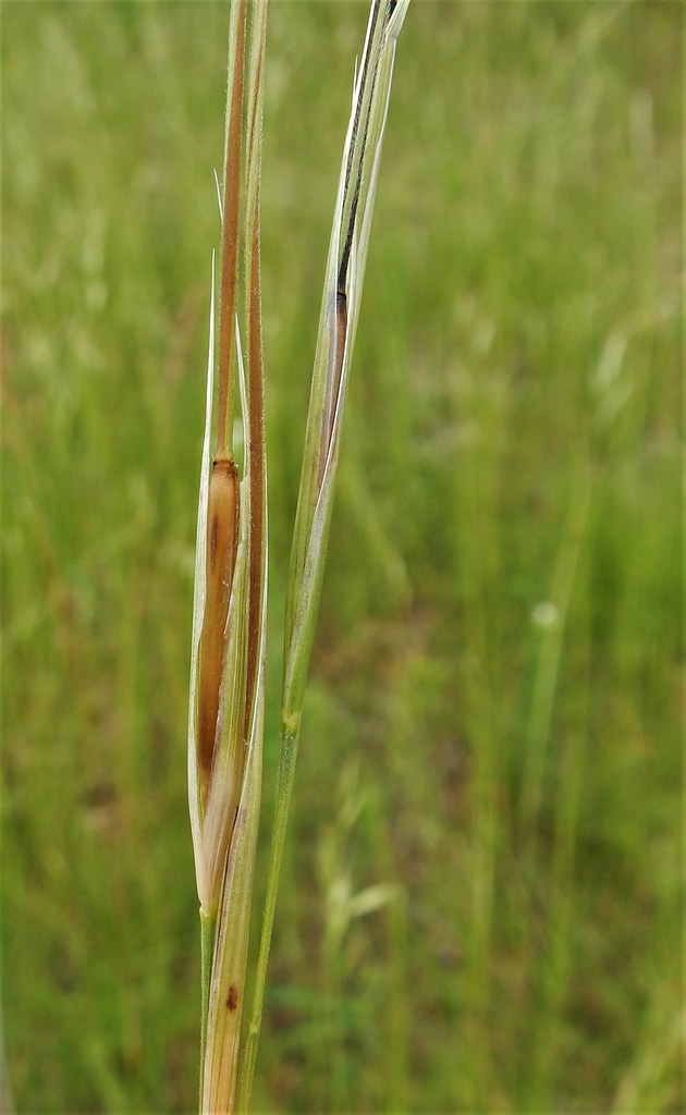 Needle Grass (Hesperostipa spartea) | Sand barrens of Jackso… | Flickr