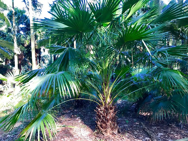 Livistona nitida - Carnarvon Fan Palm