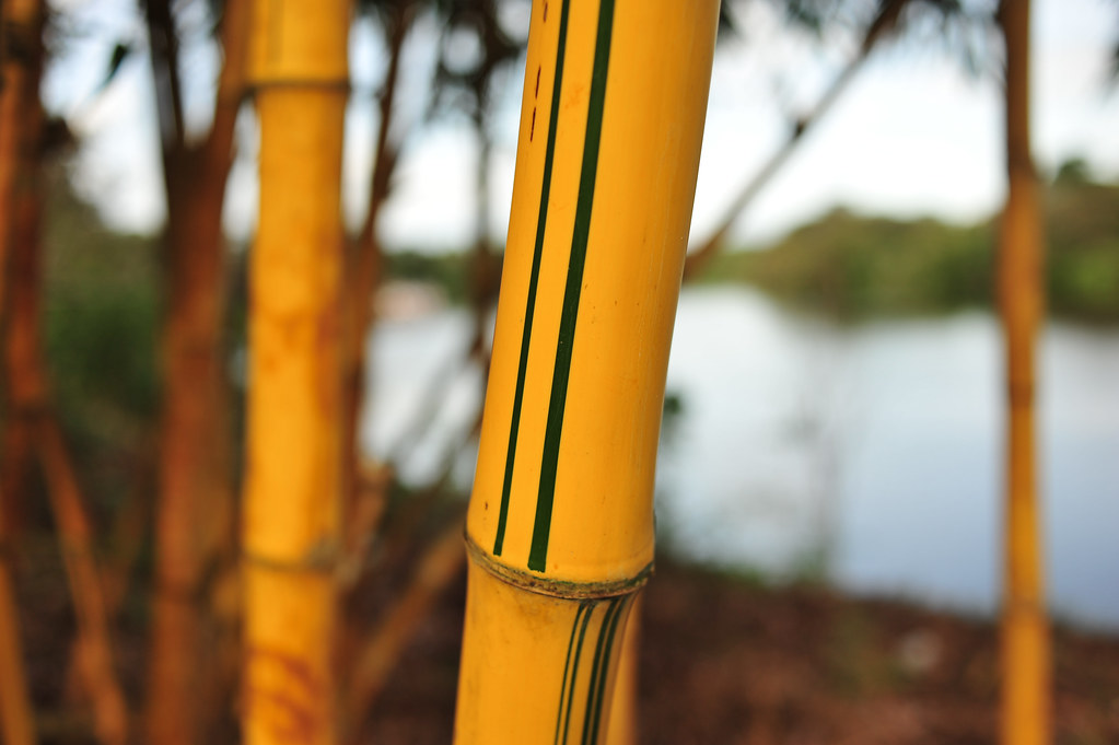 Bamboo in the Amazon rainforest, Brazil.