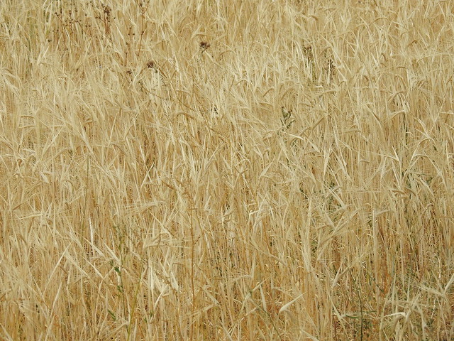 Wheat in Las Alboredas / Les Alberedes, Maestrazgo (Castellón) Spain - Abandoned village.