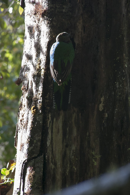Female Resplendent Quetzal Checking on Chick