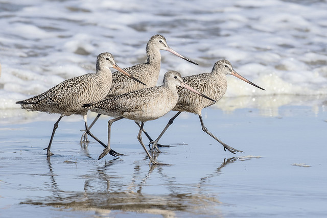 Marbled Godwits on the Move