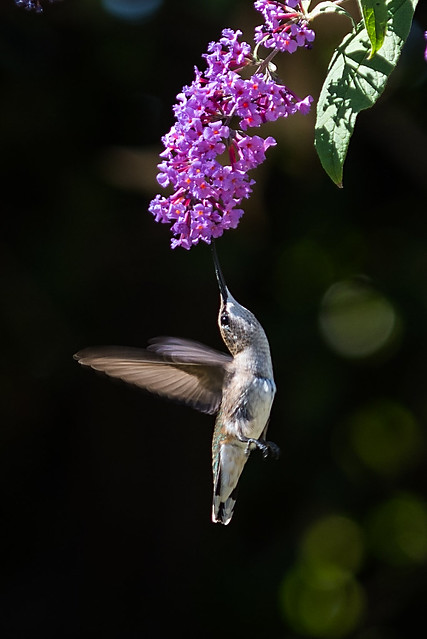 hummingbird-105