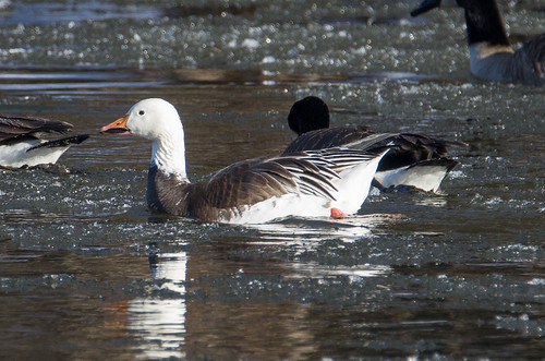 Snow Goose - Chen caerulescens by Bill VanderMolen, <a href="http://ebird.org/ebird/view/checklist/S34152050" rel="nofollow">ebird.org/ebird/view/checkl