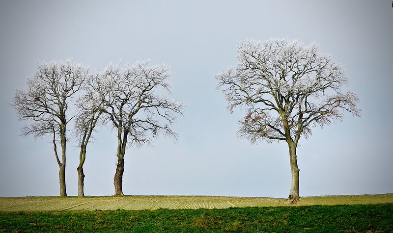 TREES | Flickr