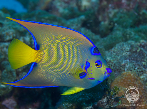 Bahamas Aggressor