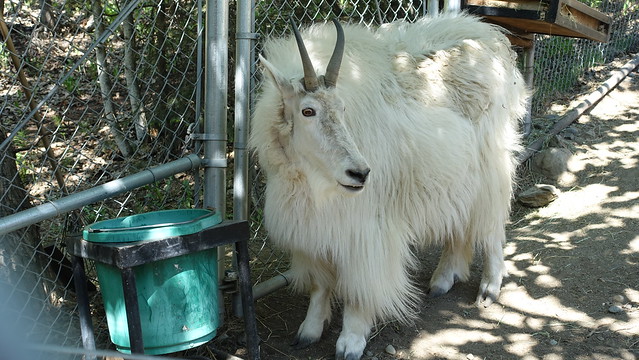 Mountain Goat at the Alaska Zoo in Anchorage