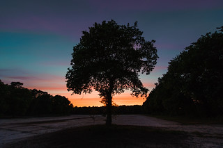 The lonesome tree