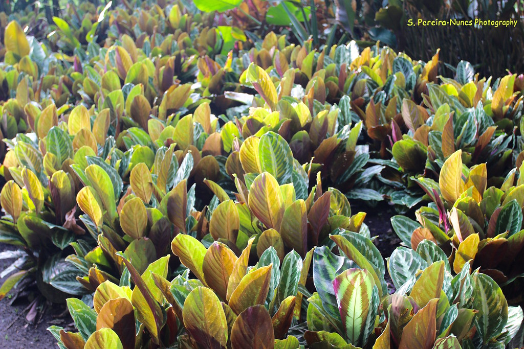 Calathea Picturata, La Laguna Botanic Garden, San Salvador… | Flickr