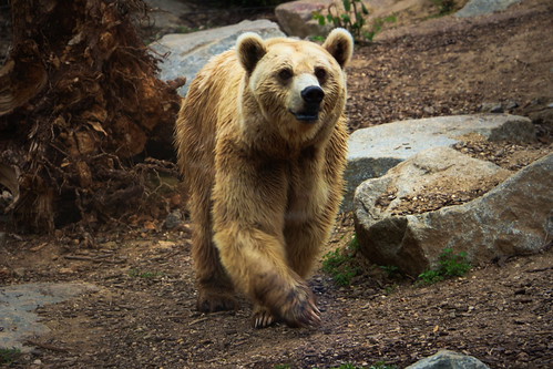 Wild bear | by flow-to-graff